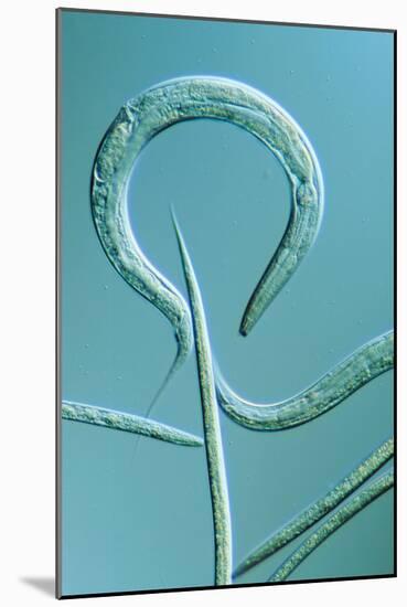 LM of the Nematode Worm, Caenorhabditis Elegans-Sinclair Stammers-Mounted Photographic Print