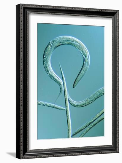 LM of the Nematode Worm, Caenorhabditis Elegans-Sinclair Stammers-Framed Photographic Print