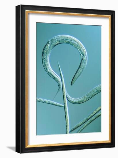 LM of the Nematode Worm, Caenorhabditis Elegans-Sinclair Stammers-Framed Photographic Print
