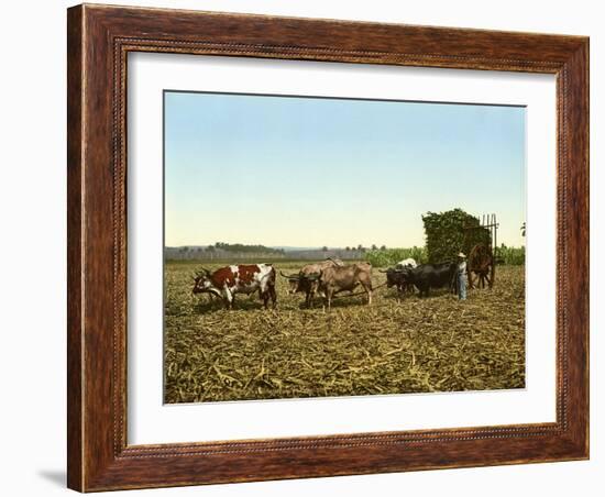 Load of Sugar Cane on a Cuban Plantation, 1904-null-Framed Giclee Print