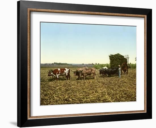 Load of Sugar Cane on a Cuban Plantation, 1904-null-Framed Giclee Print