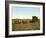 Load of Sugar Cane on a Cuban Plantation, 1904-null-Framed Giclee Print