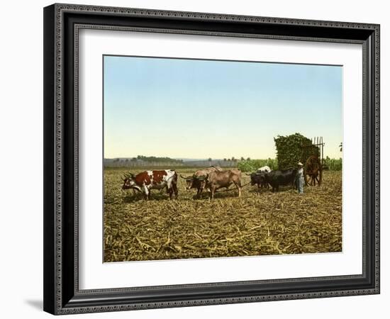 Load of Sugar Cane on a Cuban Plantation, 1904-null-Framed Giclee Print