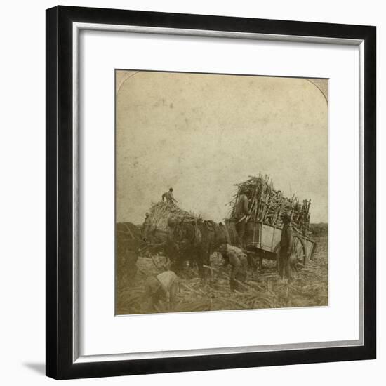 Loading Cane, Sugar Plantation, Louisiana, Usa-Underwood & Underwood-Framed Photographic Print