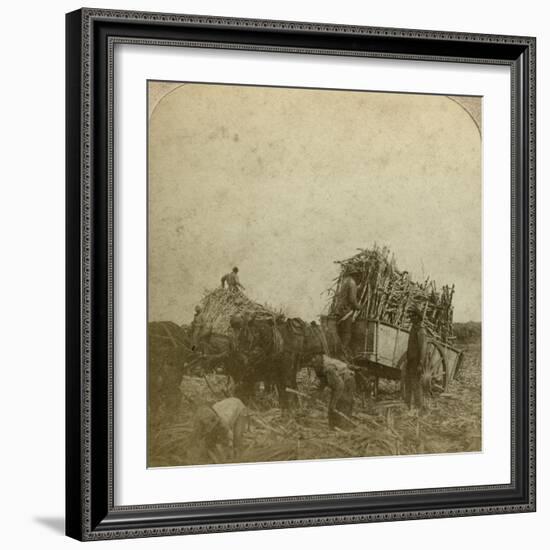 Loading Cane, Sugar Plantation, Louisiana, Usa-Underwood & Underwood-Framed Photographic Print