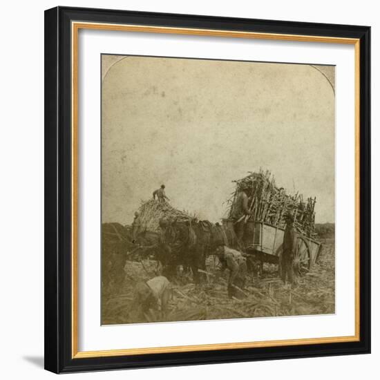 Loading Cane, Sugar Plantation, Louisiana, Usa-Underwood & Underwood-Framed Photographic Print