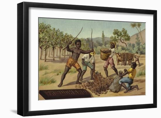 Loading Cocoa Pods into Sacks, Africa-null-Framed Giclee Print