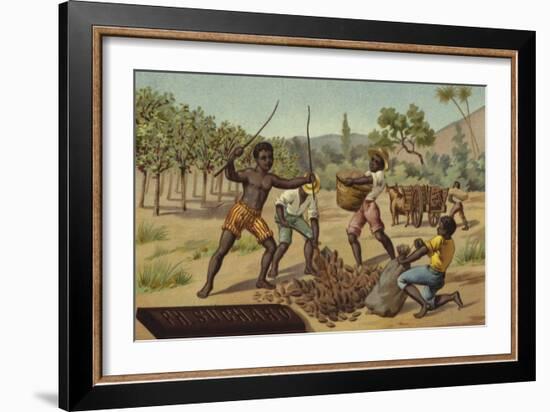 Loading Cocoa Pods into Sacks, Africa-null-Framed Giclee Print