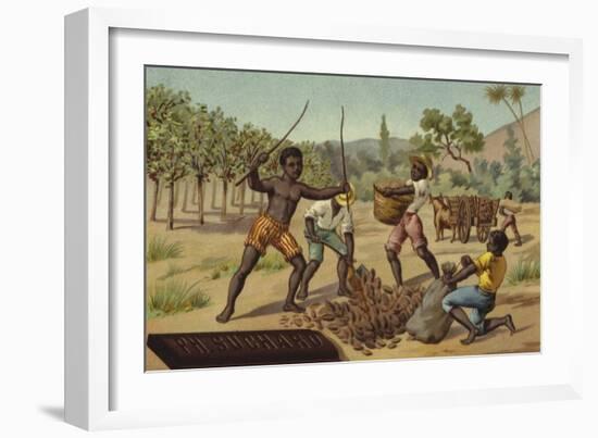 Loading Cocoa Pods into Sacks, Africa-null-Framed Giclee Print
