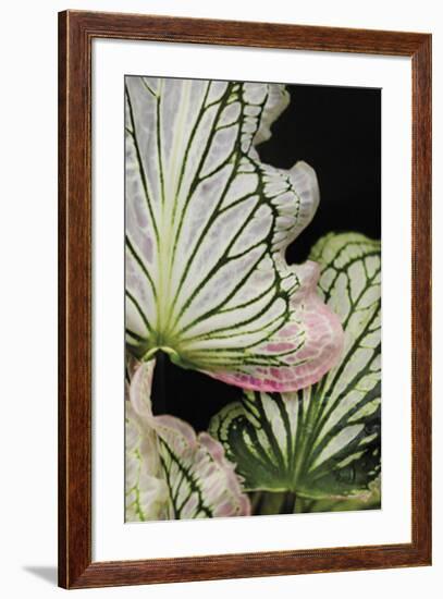 Lobatsi I-Irene Suchocki-Framed Giclee Print