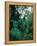 Lobelia plants in rainforest, Kenya, Northern Africa, Africa-Winfried Wisniewski-Framed Premier Image Canvas