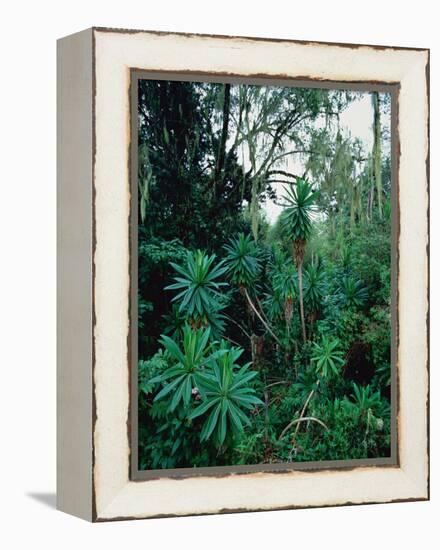 Lobelia plants in rainforest, Kenya, Northern Africa, Africa-Winfried Wisniewski-Framed Premier Image Canvas