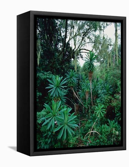 Lobelia plants in rainforest, Kenya, Northern Africa, Africa-Winfried Wisniewski-Framed Premier Image Canvas