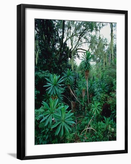 Lobelia plants in rainforest, Kenya, Northern Africa, Africa-Winfried Wisniewski-Framed Photographic Print