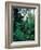 Lobelia plants in rainforest, Kenya, Northern Africa, Africa-Winfried Wisniewski-Framed Photographic Print