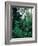 Lobelia plants in rainforest, Kenya, Northern Africa, Africa-Winfried Wisniewski-Framed Photographic Print