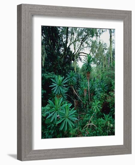 Lobelia plants in rainforest, Kenya, Northern Africa, Africa-Winfried Wisniewski-Framed Photographic Print