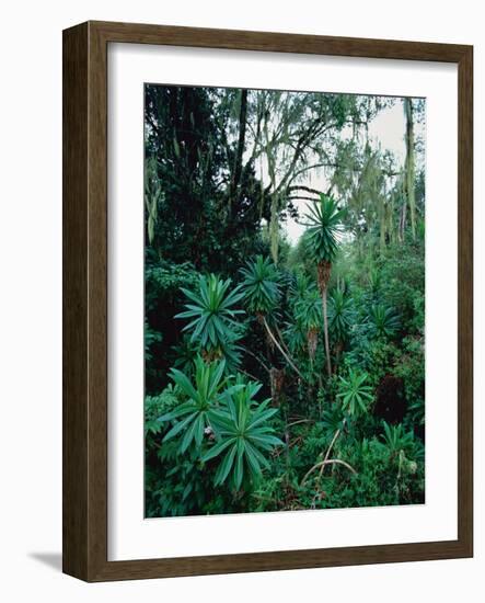 Lobelia plants in rainforest, Kenya, Northern Africa, Africa-Winfried Wisniewski-Framed Photographic Print