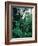 Lobelia plants in rainforest, Kenya, Northern Africa, Africa-Winfried Wisniewski-Framed Photographic Print