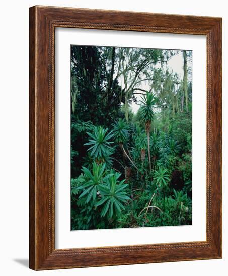 Lobelia plants in rainforest, Kenya, Northern Africa, Africa-Winfried Wisniewski-Framed Photographic Print