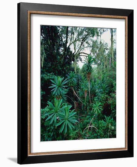 Lobelia plants in rainforest, Kenya, Northern Africa, Africa-Winfried Wisniewski-Framed Photographic Print