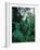 Lobelia plants in rainforest, Kenya, Northern Africa, Africa-Winfried Wisniewski-Framed Photographic Print