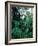 Lobelia plants in rainforest, Kenya, Northern Africa, Africa-Winfried Wisniewski-Framed Photographic Print