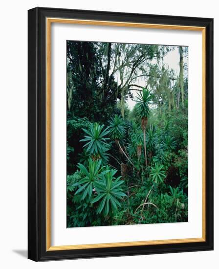 Lobelia plants in rainforest, Kenya, Northern Africa, Africa-Winfried Wisniewski-Framed Photographic Print