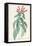 Lobelia Surinamensis-Pierre Joseph Redoute-Framed Premier Image Canvas