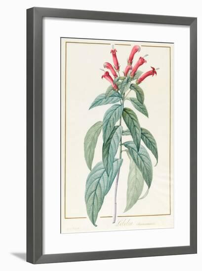 Lobelia Surinamensis-Pierre Joseph Redoute-Framed Giclee Print