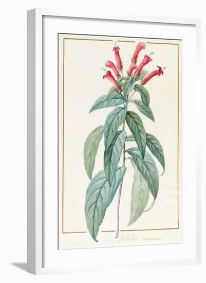 Lobelia Surinamensis-Pierre Joseph Redoute-Framed Giclee Print