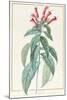 Lobelia Surinamensis-Pierre Joseph Redoute-Mounted Giclee Print