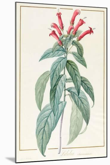 Lobelia Surinamensis-Pierre Joseph Redoute-Mounted Giclee Print