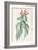 Lobelia Surinamensis-Pierre Joseph Redoute-Framed Giclee Print