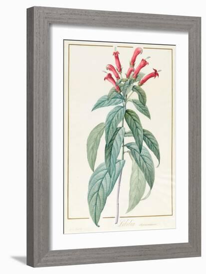 Lobelia Surinamensis-Pierre Joseph Redoute-Framed Giclee Print