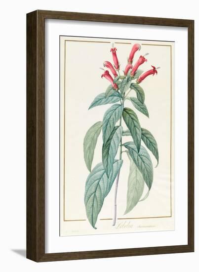 Lobelia Surinamensis-Pierre Joseph Redoute-Framed Giclee Print