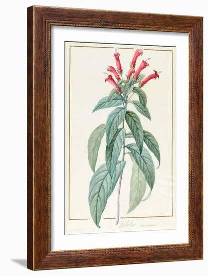 Lobelia Surinamensis-Pierre Joseph Redoute-Framed Giclee Print