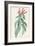 Lobelia Surinamensis-Pierre Joseph Redoute-Framed Giclee Print