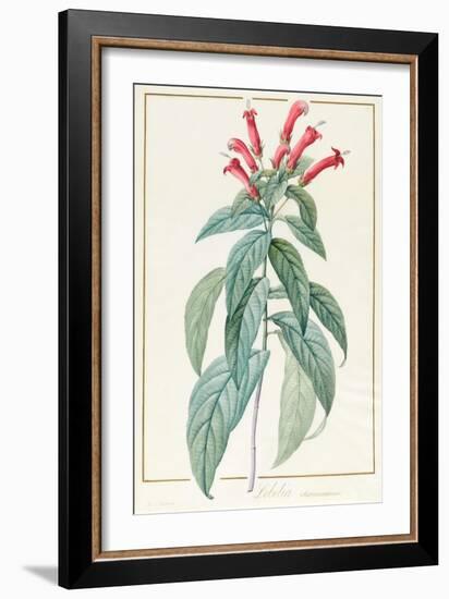 Lobelia Surinamensis-Pierre Joseph Redoute-Framed Giclee Print