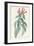 Lobelia Surinamensis-Pierre Joseph Redoute-Framed Giclee Print