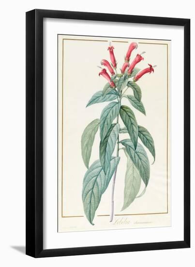 Lobelia Surinamensis-Pierre Joseph Redoute-Framed Giclee Print