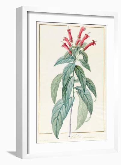 Lobelia Surinamensis-Pierre Joseph Redoute-Framed Giclee Print