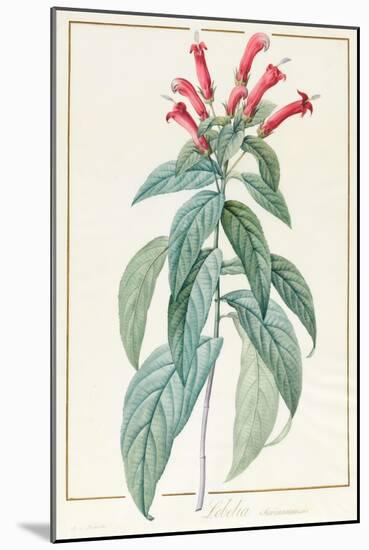 Lobelia Surinamensis-Pierre Joseph Redoute-Mounted Giclee Print