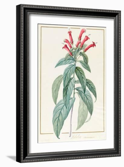 Lobelia Surinamensis-Pierre Joseph Redoute-Framed Giclee Print