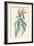 Lobelia Surinamensis-Pierre Joseph Redoute-Framed Giclee Print