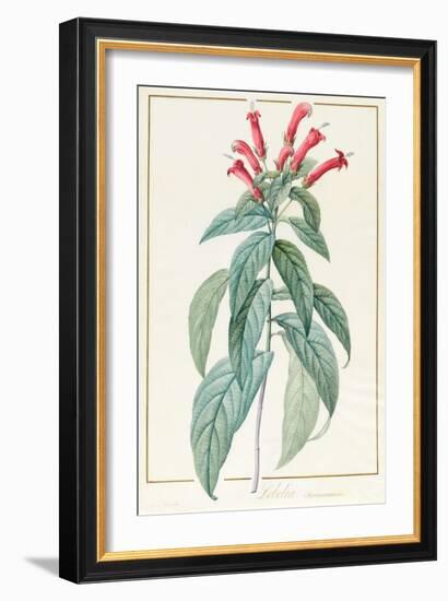 Lobelia Surinamensis-Pierre Joseph Redoute-Framed Giclee Print