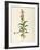 Lobeliaceae-null-Framed Giclee Print