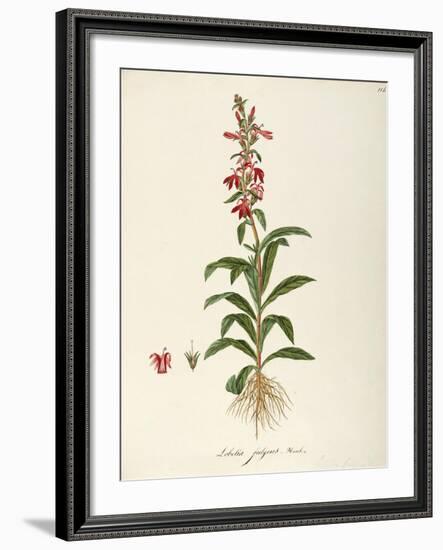 Lobeliaceae-null-Framed Giclee Print