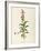 Lobeliaceae-null-Framed Giclee Print