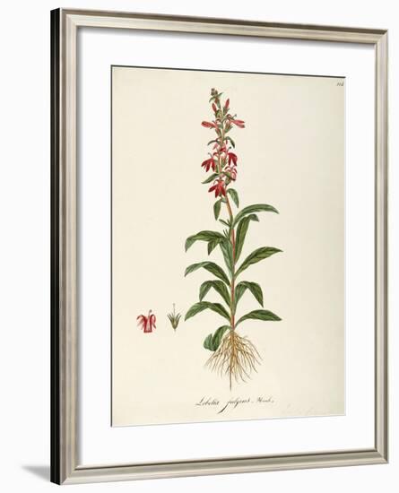 Lobeliaceae-null-Framed Giclee Print